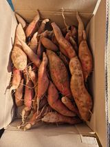 팜모닝 고구마·자유게시판 게시글 이미지