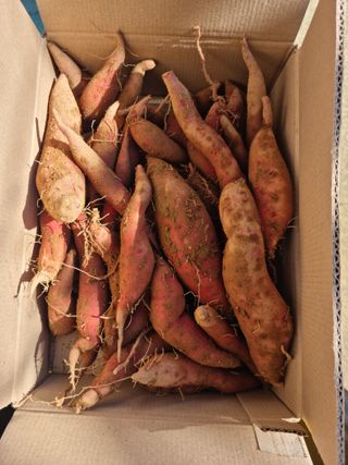 조호곤님의 고구마 · 자유게시판 작성글 사진