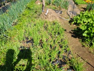 병아리농사꾼님의 파 · 병해충상담 작성글 사진