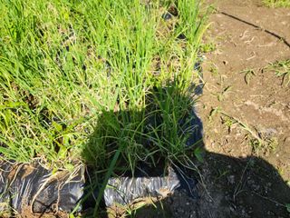 병아리농사꾼님의 파 · 병해충상담 작성글 사진