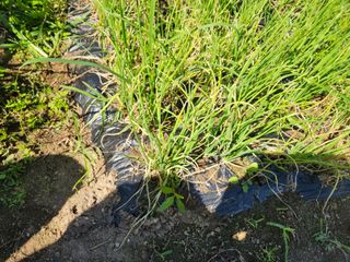 병아리농사꾼님의 파 · 병해충상담 작성글 사진