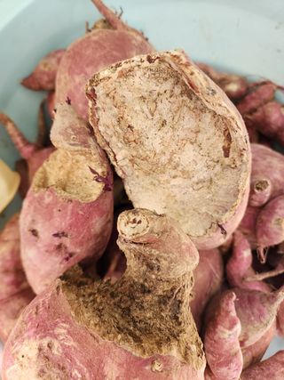 박병한님의 고구마 · 영농일지 작성글 사진