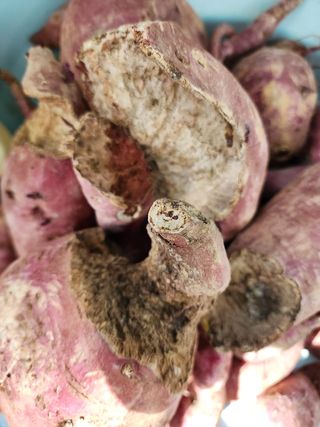 박병한님의 고구마 · 영농일지 작성글 사진