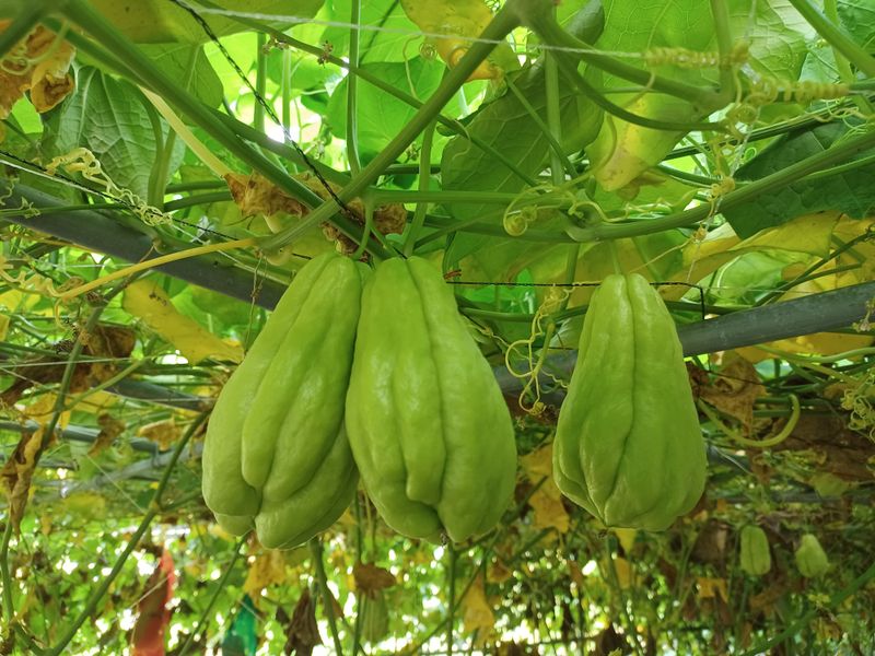 산성골농장님의 장터 판매 상품 [차요테] 첨부 사진