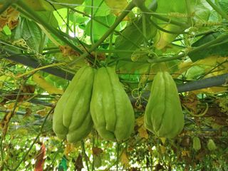 산성골농장님의 작성글 사진