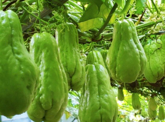 산성골농장님의 장터 판매 상품 [차요테] 첨부 사진