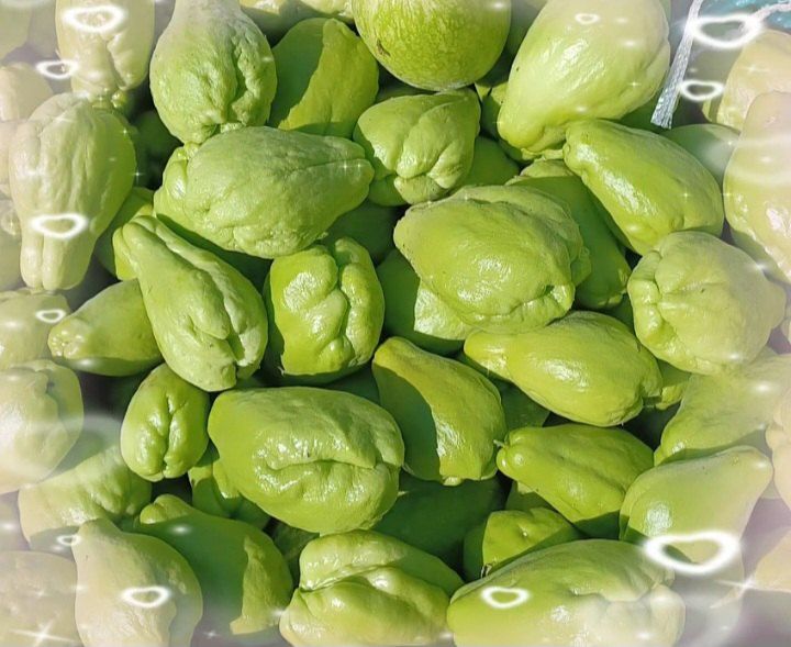 장터 상품 [차요테] 썸네일