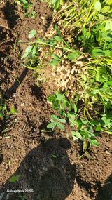 팜모닝 기타작물·자유게시판 게시글 이미지