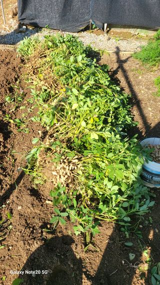 제주농부님의 기타작물 · 자유게시판 작성글 사진