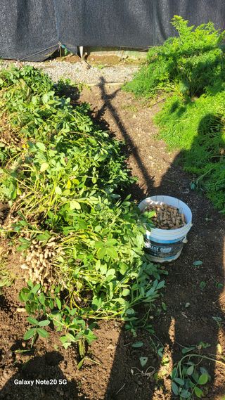 제주농부님의 기타작물 · 자유게시판 작성글 사진