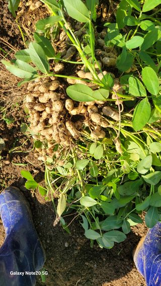 제주농부님의 기타작물 · 자유게시판 작성글 사진