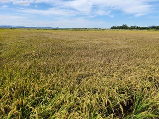 산이님의 벼 · 병해충상담 작성글 사진