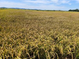 산이님의 벼 · 병해충상담 작성글 사진
