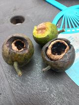 팜모닝 기타작물·병해충상담 게시글 이미지