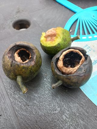 망암옹님의 기타작물 · 병해충상담 작성글 사진