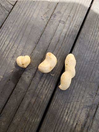 예은농장님의 기타작물 · 자유게시판 작성글 사진