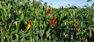 정진해님의 고추 · 일상 작성글 사진