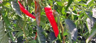 정진해님의 고추 · 일상 작성글 사진