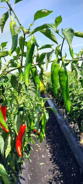 정진해님의 고추 · 일상 작성글 사진