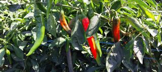 정진해님의 고추 · 일상 작성글 사진