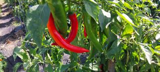 정진해님의 고추 · 일상 작성글 사진