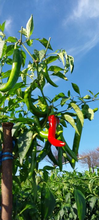 정진해님의 고추 · 일상 작성글 사진