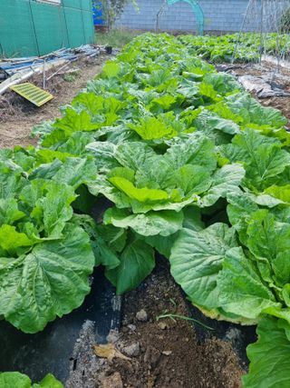 정의학님의 배추 · 품종•종자 작성글 사진