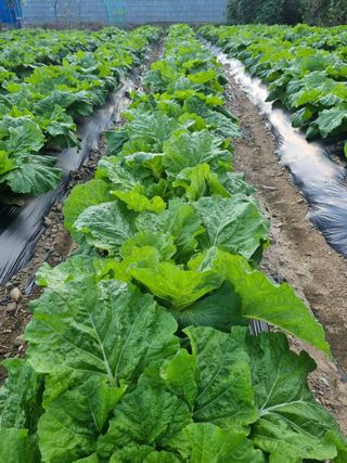 정의학님의 배추 · 품종•종자 작성글 사진