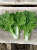 팜모닝 배추·병해충상담 게시글 이미지