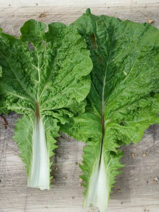 유영동님의 배추 · 병해충상담 작성글 사진