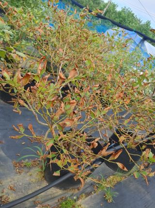 고추21368님의 블루베리 · 병해충상담 작성글 사진