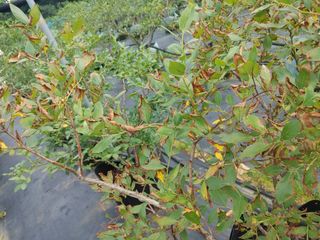 고추21368님의 블루베리 · 병해충상담 작성글 사진