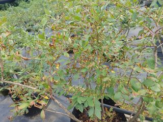 고추21368님의 블루베리 · 병해충상담 작성글 사진