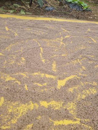 이상응님의 들깨 · 자유게시판 작성글 사진