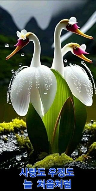 테리우스님의 윷놀이 끝! 어떠셨나요? · 참여글 작성글 사진