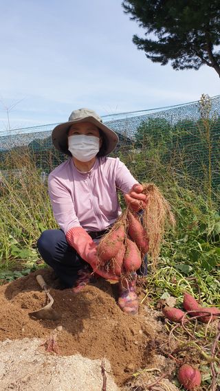 박상권님의 고구마 · 자유게시판 작성글 사진