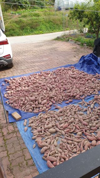 박상권님의 고구마 · 자유게시판 작성글 사진