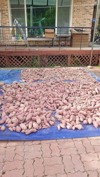 박상권님의 고구마 · 자유게시판 작성글 사진