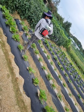 김한수님의 배추 · 영농일지 작성글 사진