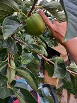 팜모닝 감·영농일지 게시글 이미지