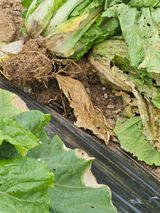 팜모닝 배추·병해충상담 게시글 이미지