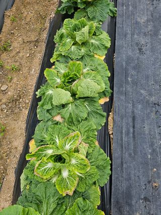 라니님의 배추 · 병해충상담 작성글 사진