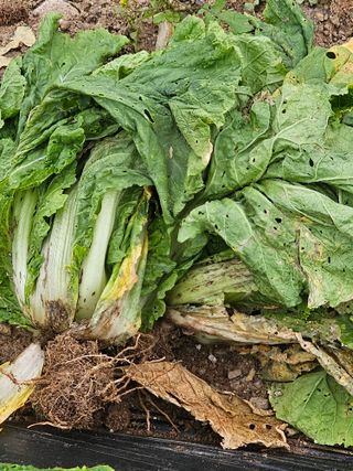 라니님의 배추 · 병해충상담 작성글 사진