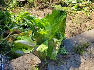 상추8371님의 배추 · 병해충상담 작성글 사진