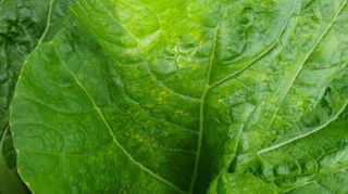 청암농원님의 배추 · 병해충상담 작성글 사진