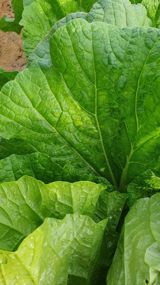 청암농원님의 배추 · 병해충상담 작성글 사진