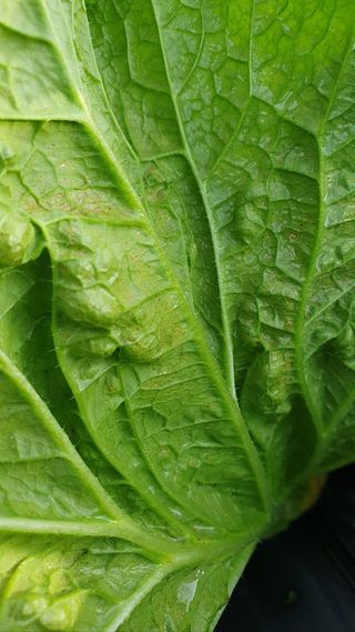 청암농원님의 배추 · 병해충상담 작성글 사진