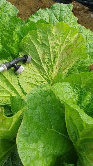 청암농원님의 배추 · 병해충상담 작성글 사진