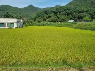 슈퍼맨님의 벼 · 자유게시판 작성글 사진