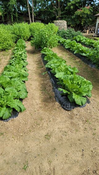 김유식 (청산)님의 배추 · 영농일지 작성글 사진